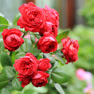 Florentina Vine Rose Flower Seedling Potted Plant with Big Red Flowers Blooming in All Seasons Balcony Courtyard Wall Climbing Rose