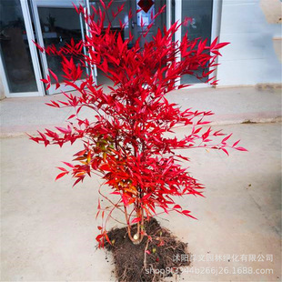 The base is directly supplied to the courtyard. Nantianthus bamboo potted plants of various specifications