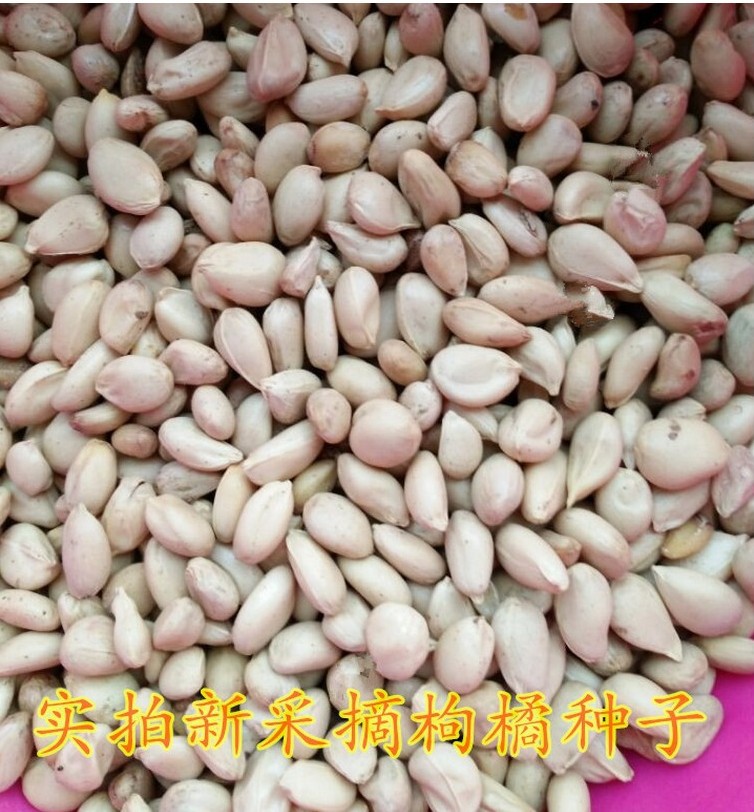 新采枸橘种子枳壳种子枸桔红橘橘子柑橘香橙脐橙籽嫁接砧木树种子-阿里巴巴