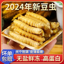 新鲜山东豆虫豆丹豆虫特产高蛋白食用昆虫活体速冻烧烤商用食材无
