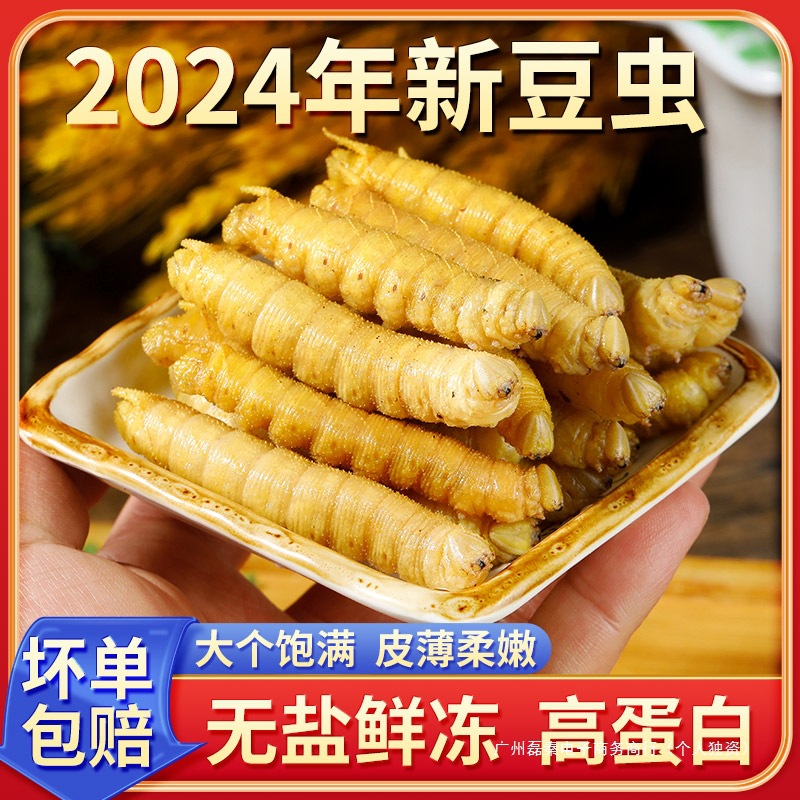 新鲜山东豆虫豆丹豆虫特产高蛋白食用昆虫活体速冻烧烤商用食材无