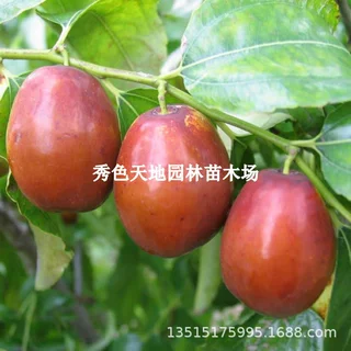 天仙枣树苗 枣子苗嫁接高产苗当年结果盆栽地栽枣树苗南北方种植