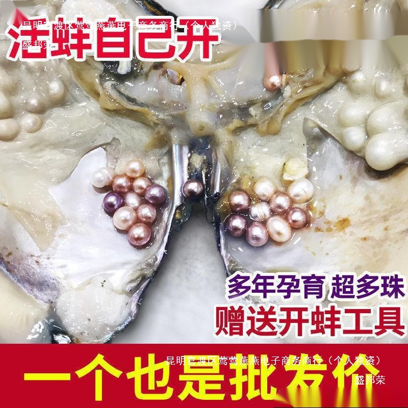 珍珠蚌自己开蚌取珍珠淡水活蚌壳河蚌多珠单珠鲜活真空打批发其他