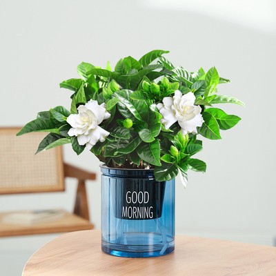 100#싹이 있는 치자나무(파란색 굿모닝 화분) + 영양액