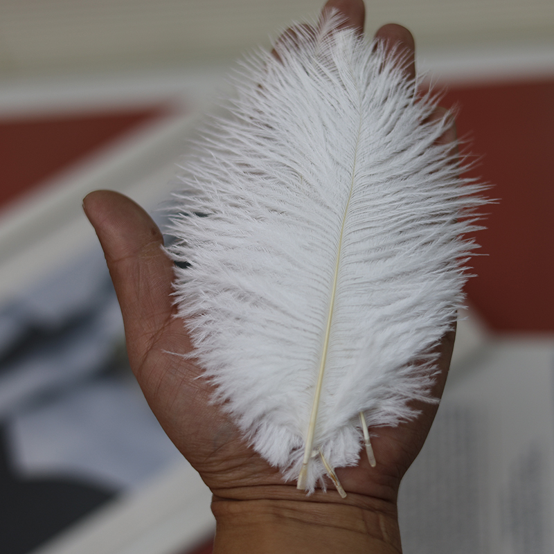 Plumas de avestruz bodas blancas de avestruz guía de plumas accesorios de fotos adornos rojo rosado en línea grandes plumas decoración