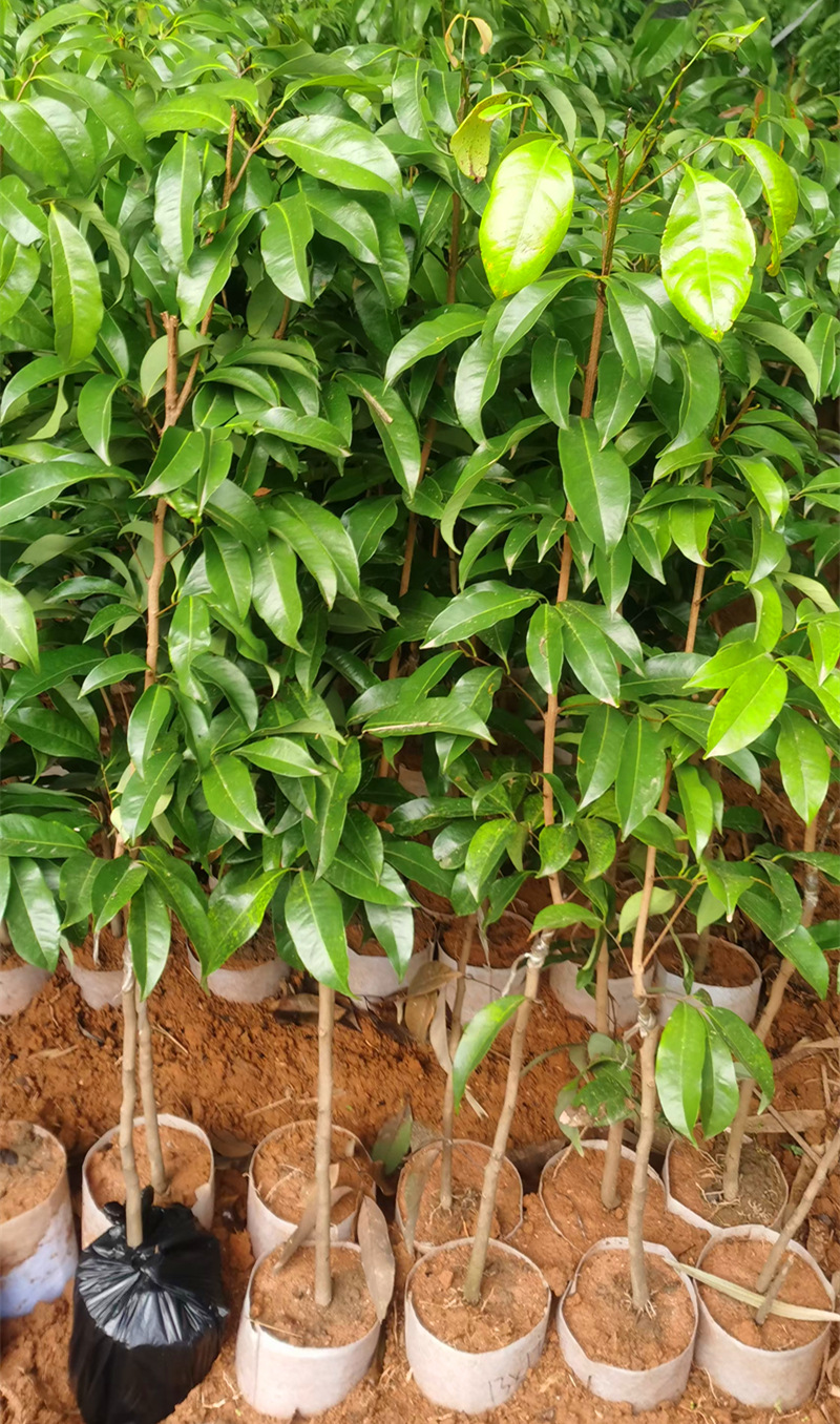 仙进奉0015_副本