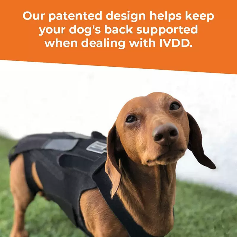 亚马逊新品狗狗椎间盘保护支撑背心宠物服装狗背部疼痛缓解背心