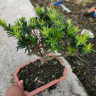 ����ֱ���_�h���辰20-25cmС���͑��¾��^�����\ݔ���B�ɳ���