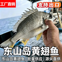 东山岛本港海捕黄翅鱼黄脚立鱼新鲜黄鳍鱼鲜活速冻黄翅鱼肉嫩顺丰