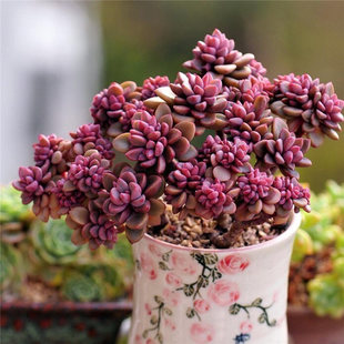 Purple Heart Succulent Plant Group Old Pile Multi-Head Combination Potted Old Pile Imported Rare Succulent Combination Florals and Green Plants