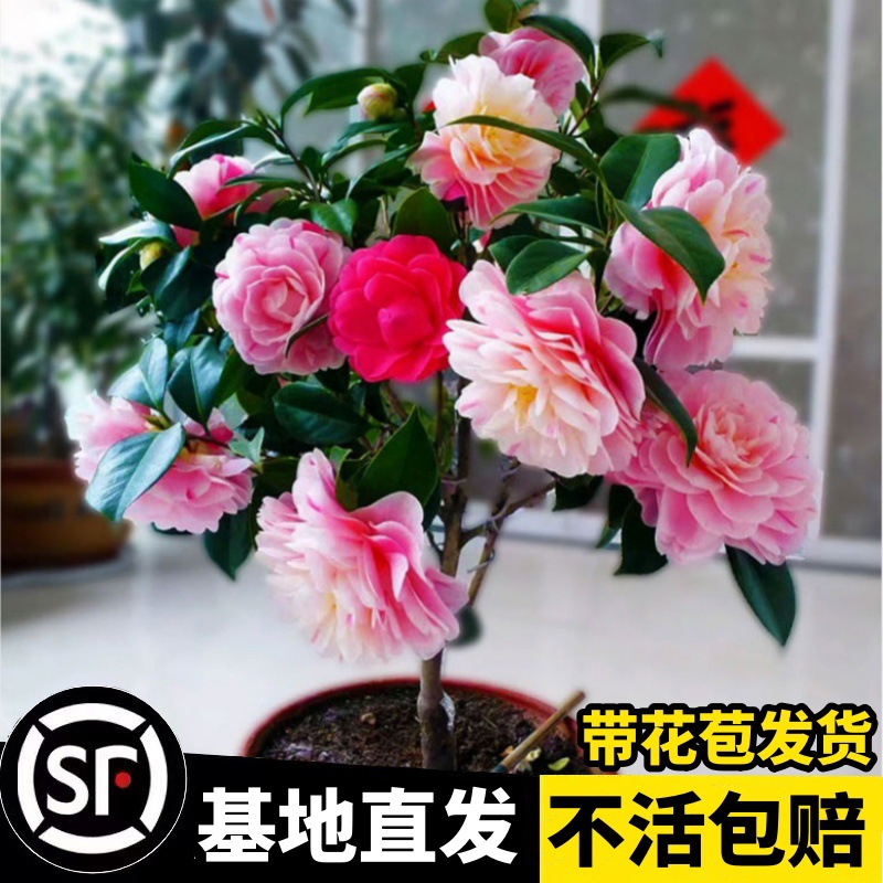 香妃山茶花盆栽花卉带花苞五色赤丹室内客厅好养植物四季开花树苗