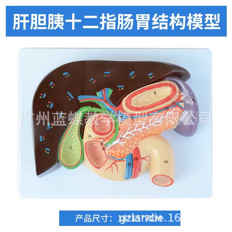 ҽѧ��������������ģ�͸��ŵ��ҵ��ܽṹ����ϵͳ������ʾ�̾�