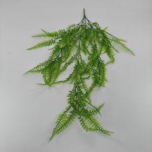 �羳��˹�� �ڒ�����ֲ�ﲨʿ�Dާ������쳣�����bGɫֲ��