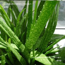 ���A�J�C�߼y�J�C����Ժ���wͥ�@����ֲ���҃����⻨������