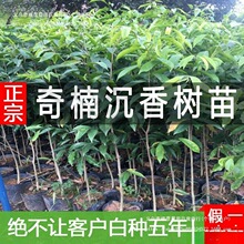 ���F��骳�������Ĵ�С�~��z�ľһ���Gľ�޽������纣�Ϙ��ľ