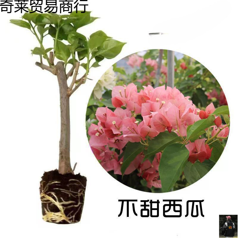 三角梅种勤花重瓣梅盆栽带花耐寒爬藤老桩树苗四季开花绿樱批发质