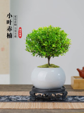 С�~����辰�Ϙ����҃�����ֲ�ﻨ���k���ҽ�z�ľ����С�Gֲ