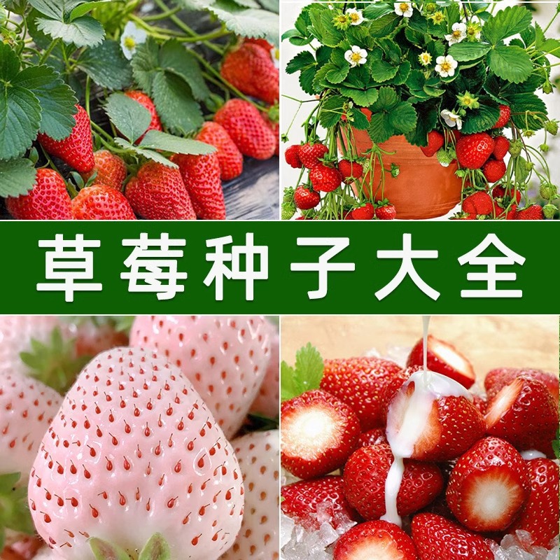White strawberry seeds wholesale fruit seeds white cream strawberry…