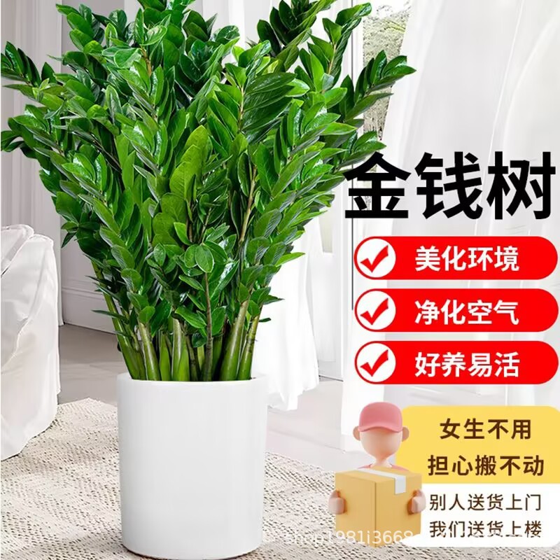 金钱树大型盆栽花卉 四季易活好养室内花苗 绿植物客厅招财摇钱串