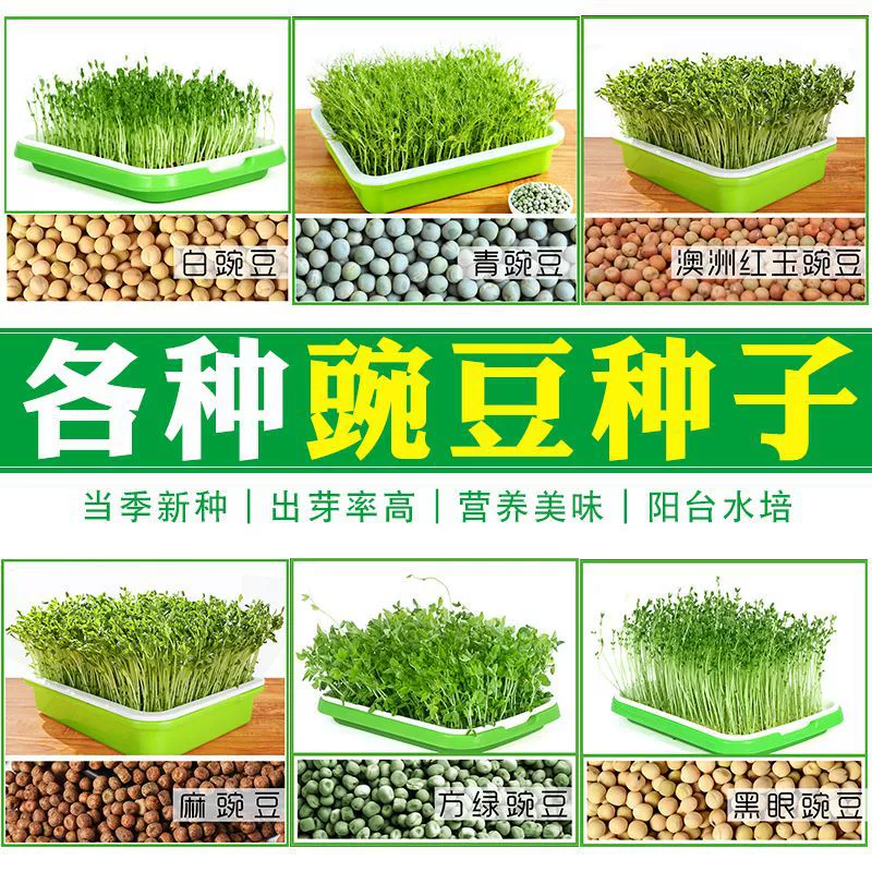 Семена гороха, овощные гороховые кончики, семена для проращивания, четырехсезонный белый горох, конопляный горох, балкон