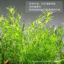 印度小竹节草水草植物鱼缸水族箱造景绿菊蜈蚣草水榕活体真草代发