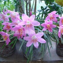 �L���m�N���[�m��ֲ��������lһ�����l�����������ֲ��²�ɏ