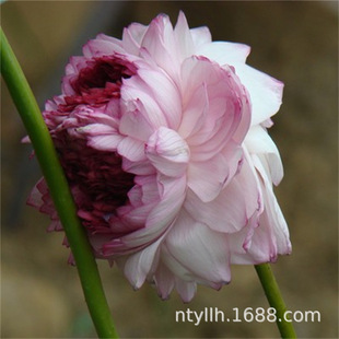 �ɻ�������ˮ�Bɏź�N����ʳ��ź�Nź��ɏ����ɏ�Nźˮ��ֲ���ļ�