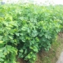 庭院绿化基地工程常青树