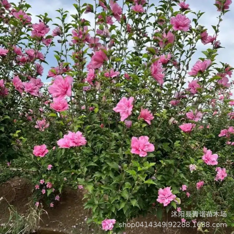 基地常年批发供应丛生木槿灌木 各种规格木槿树苗  绿化用苗木