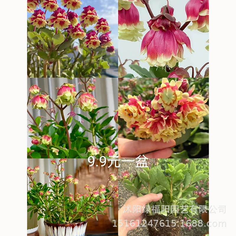 Красочный двулепестковый дворцовый фонарь, долговечный цветок в горшке, перевернутый колокольчик, цветет круглый год, зеленое растение, долговечные цветочные рассада