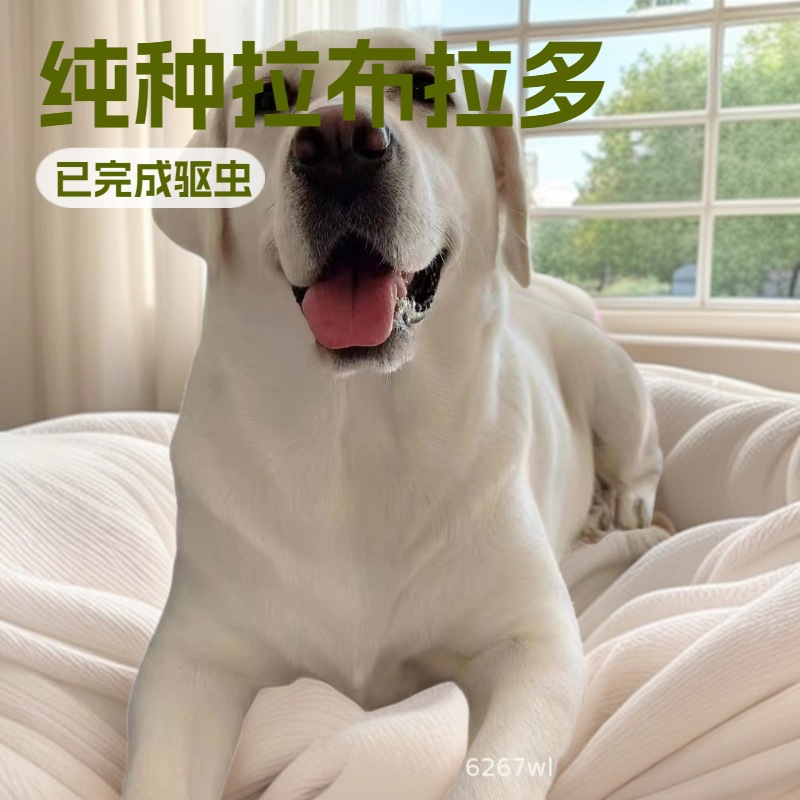 Purebred Labrador Live Pet Puppy Double-Bloodline Labrador Guide Dog Medium-Sized Touring Dog Working Dog