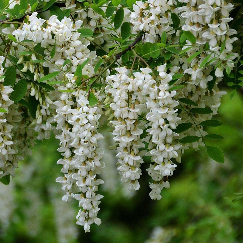 Производители поставляют недавно отобранные семена Robinia pseudoacacia, кустарники, семена трав, защиту склонов, озеленение саженцев, лесные семена, большое количество Cong