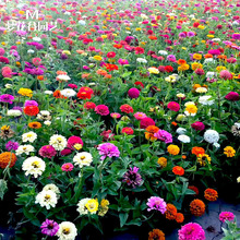 百日草种子四季开花室外庭院混合花种阳台花卉盆栽花种籽子百日菊