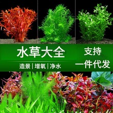 水批发代发植物鱼缸绿菊蜈蚣性水榕后景中景水下叶水大全