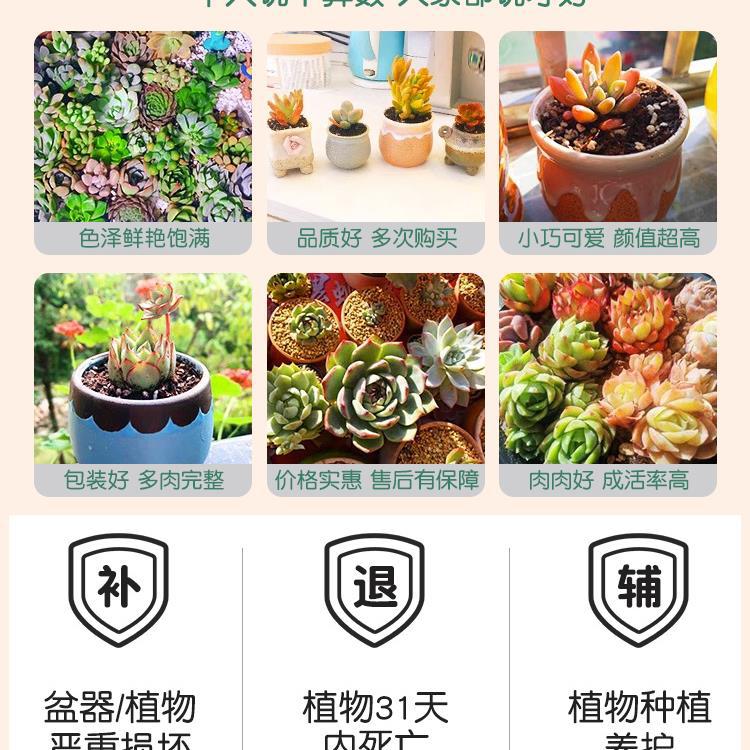 多肉植物大颗好养实惠套餐绿植组合室内外花卉小盆栽含盆土可批发