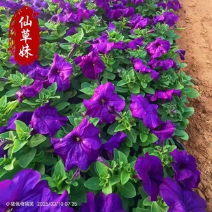 Wholesale Base for Petunia Small Cup Seedlings, Two-Color Cup Seedlings, Plug Seedlings, Rich Colors, Flower Production