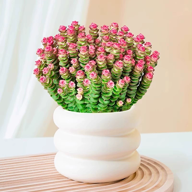 Богатое и процветающее денежное растение, суккулент в горшке для дома, большое, простое в уходе денежное растение с множеством головок и старыми стеблями, зеленое цветущее растение.