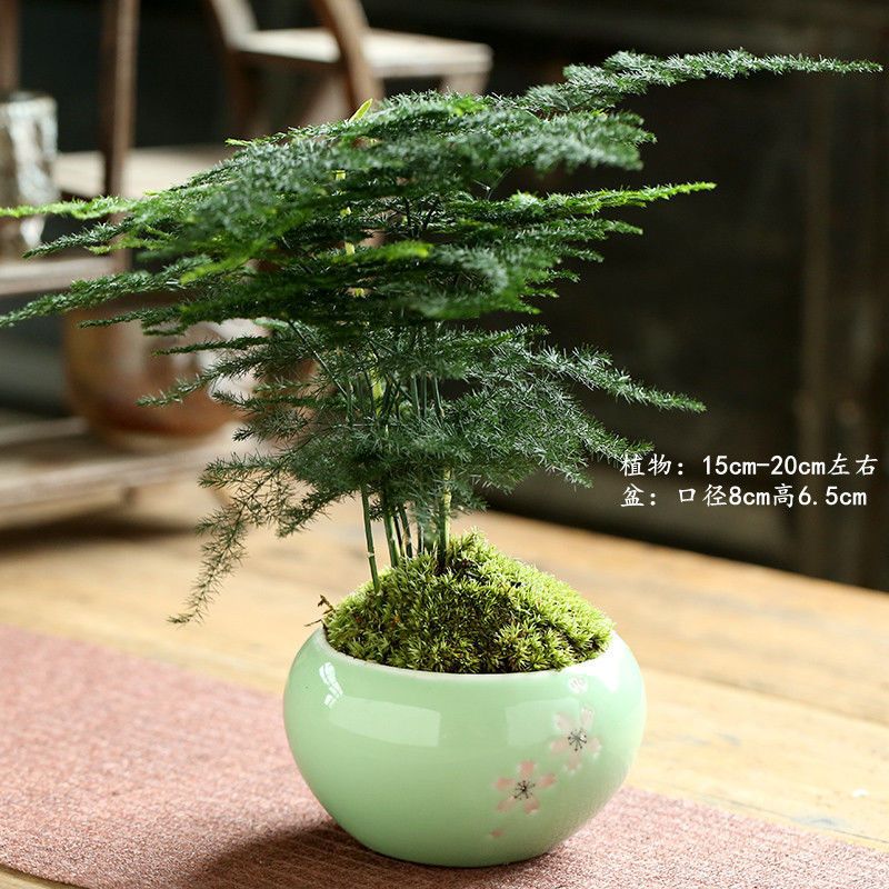 구형 벚꽃 매화 개간 + 아스파라거스가 잘 심었습니다