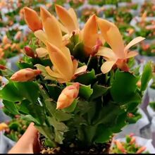 新品重瓣黄金蟹爪兰不带花苞大苗室内阳台花卉绿植四季开花正品