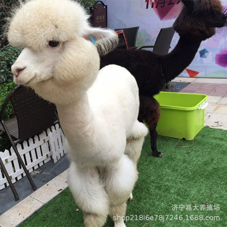 Где я могу продать милый домашних животных Прокат Альпака выставка Аренда милый домашних животных выставка Цена