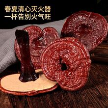 长白山整朵灵芝东北赤灵芝50克1朵熬汤泡酒