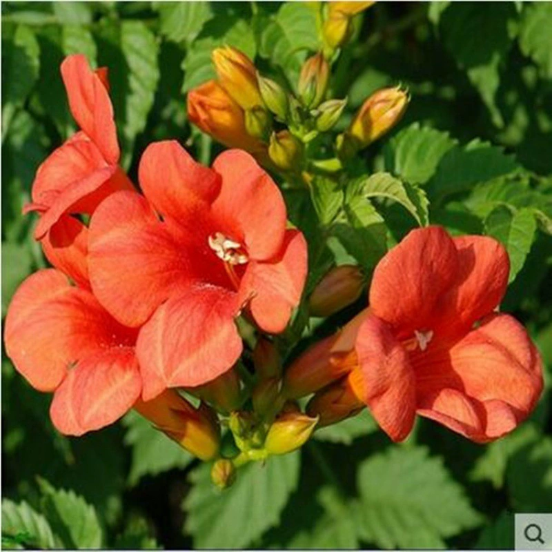 США Lingxiao цветок рассада вьющихся цветов фейерверк цветы Lingxiao дерево рассада вьющаяся лоза рост растений быстрое восхождение лоза сильная рассада