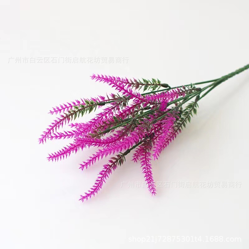 [라벤더 레드 로터스] 벨벳 없음