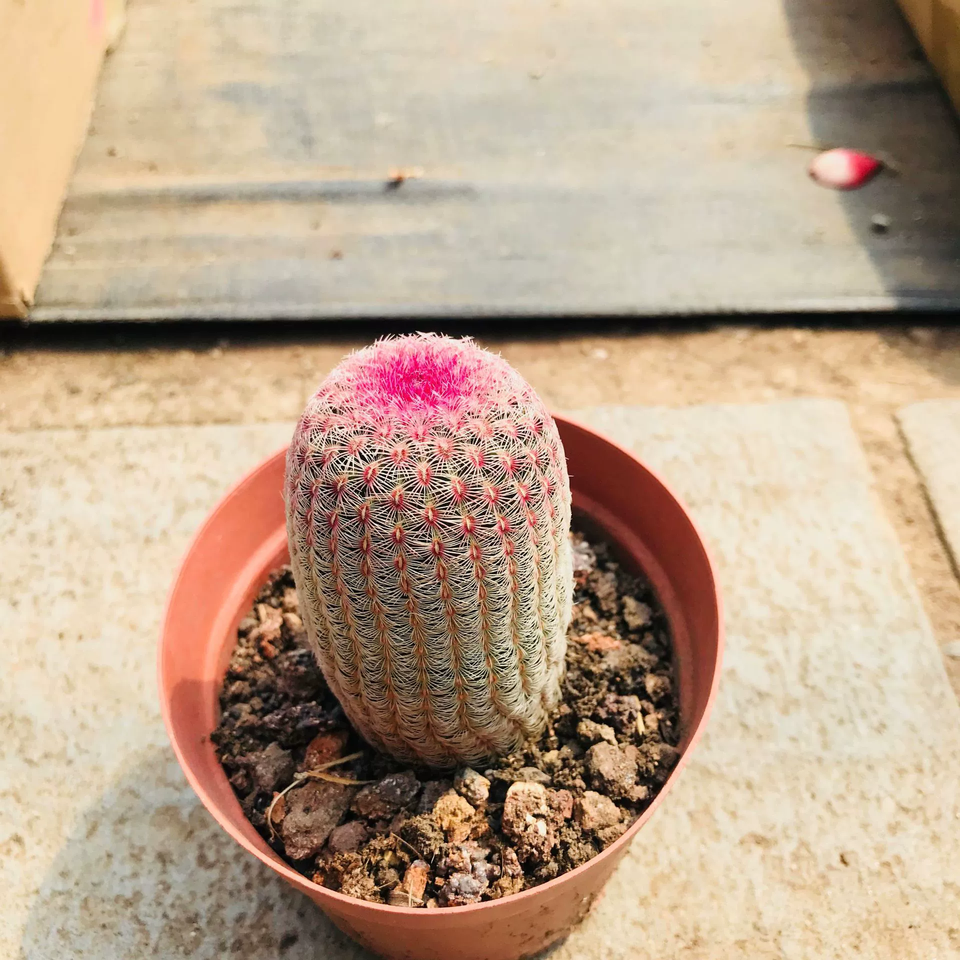 Теплица продажа суккулентов Крытый Настольный кактус красное солнце кактус абсорбция формальдегид