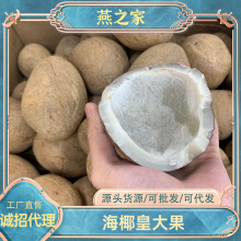 燕之家印度海椰皇大果产地货源海椰子煲汤食材大椰子皇无壳椰子王