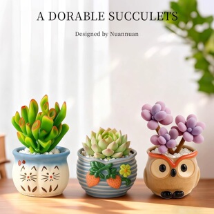 ����ֲ��M���҃�С���Դ��w���B���մɻ������k��������Gֲ����