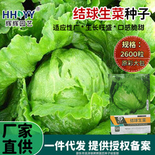 结球生菜种子生菜籽球形圆生菜甜脆汉堡生吃菜农家蔬菜种子易播种