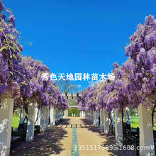 ձ໨Lٻֲv໨ͺͥԺ̨