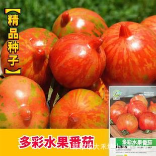 ��ʷ��ѷN�Ӳ�ɫƤ�����t��������ͥԺ�̨�ļ�ˮ���߲˷N�Ӵ�ȫ