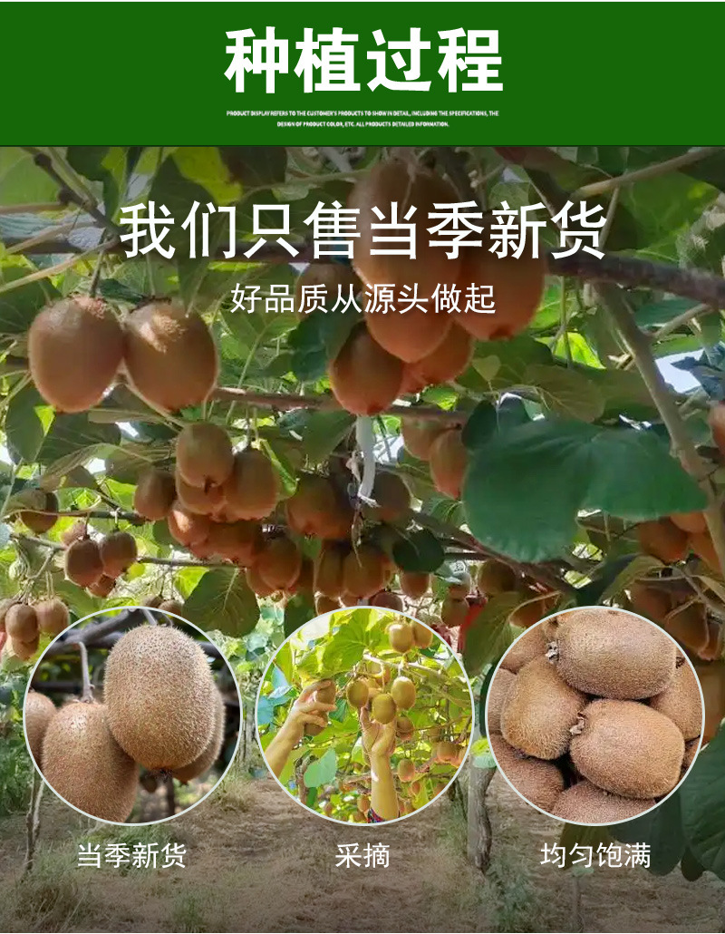 Freeze-Dried Kiwi Fruit Dices (Actinidia chinensis) — Crisp Fruit Tea & Baking Ingredient specifications